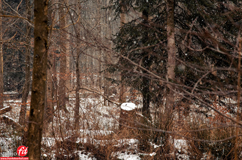Waterloopbos 12feb 2012 - 92